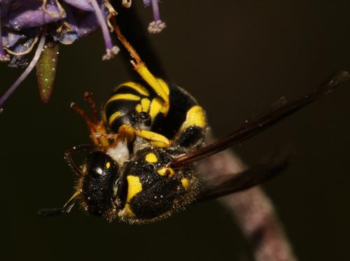 Ancistrocerus sp.